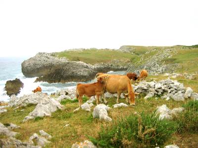 Rural Asturian coast