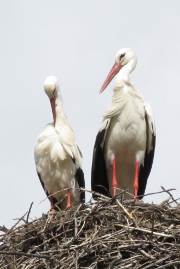 Storks on their nest