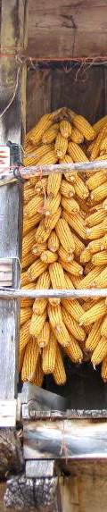 Drying corn