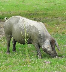 Cochon ibérique en semi liberté