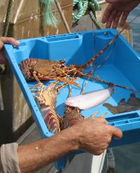 Lobsters caught near Javea