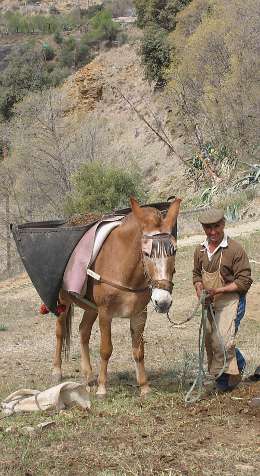 Mule at work