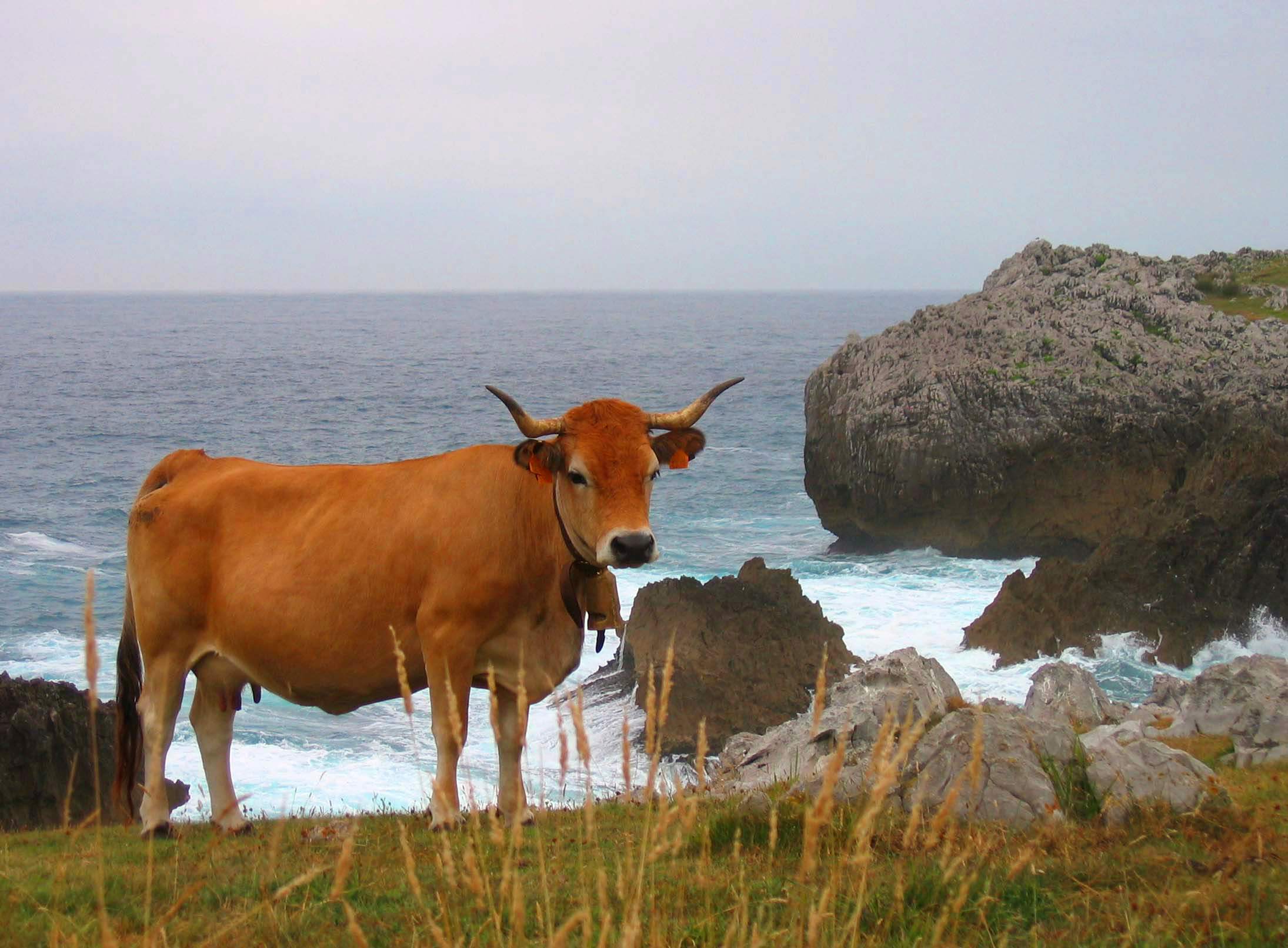 Asturian coast