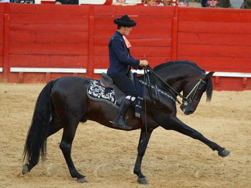 Equestrian display Jerez