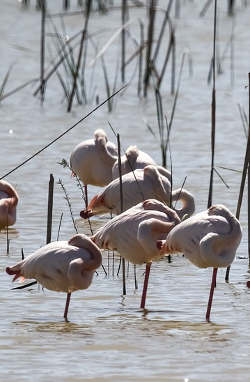 Flamingos in Doñana National Park